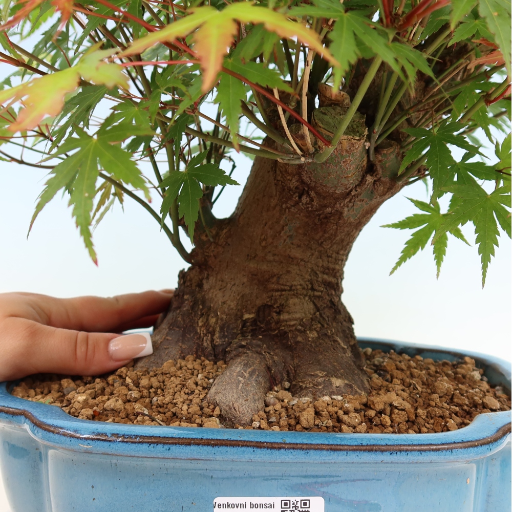 Outdoor bonsai - Klon burgeryjski - Acer burgerianum