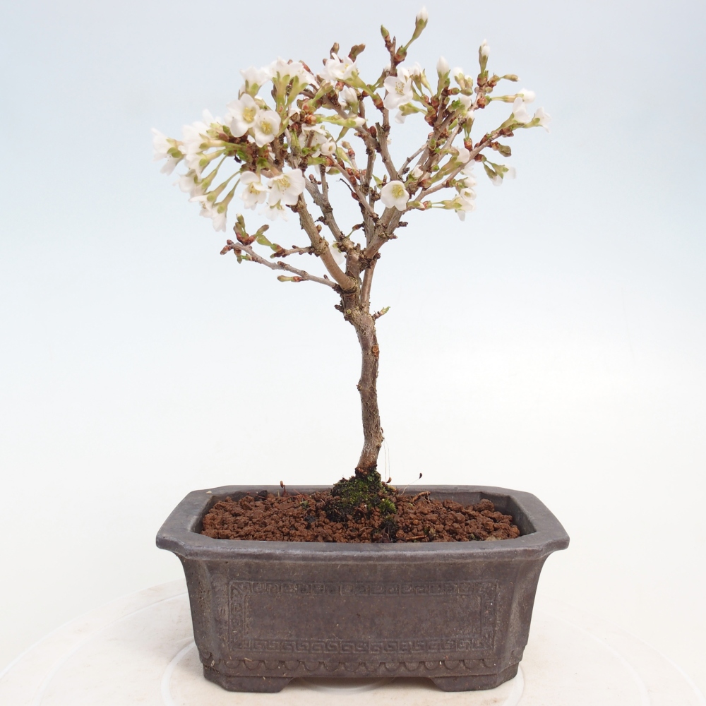 Outdoor bonsai - Prunus incisa Kojou-no mai-Plivon wycięty