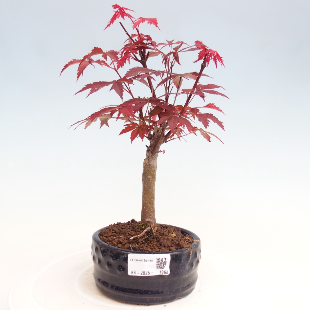 Bonsai zewnętrzne - palma Acer. Klon Atropurpureum-Palmleaf