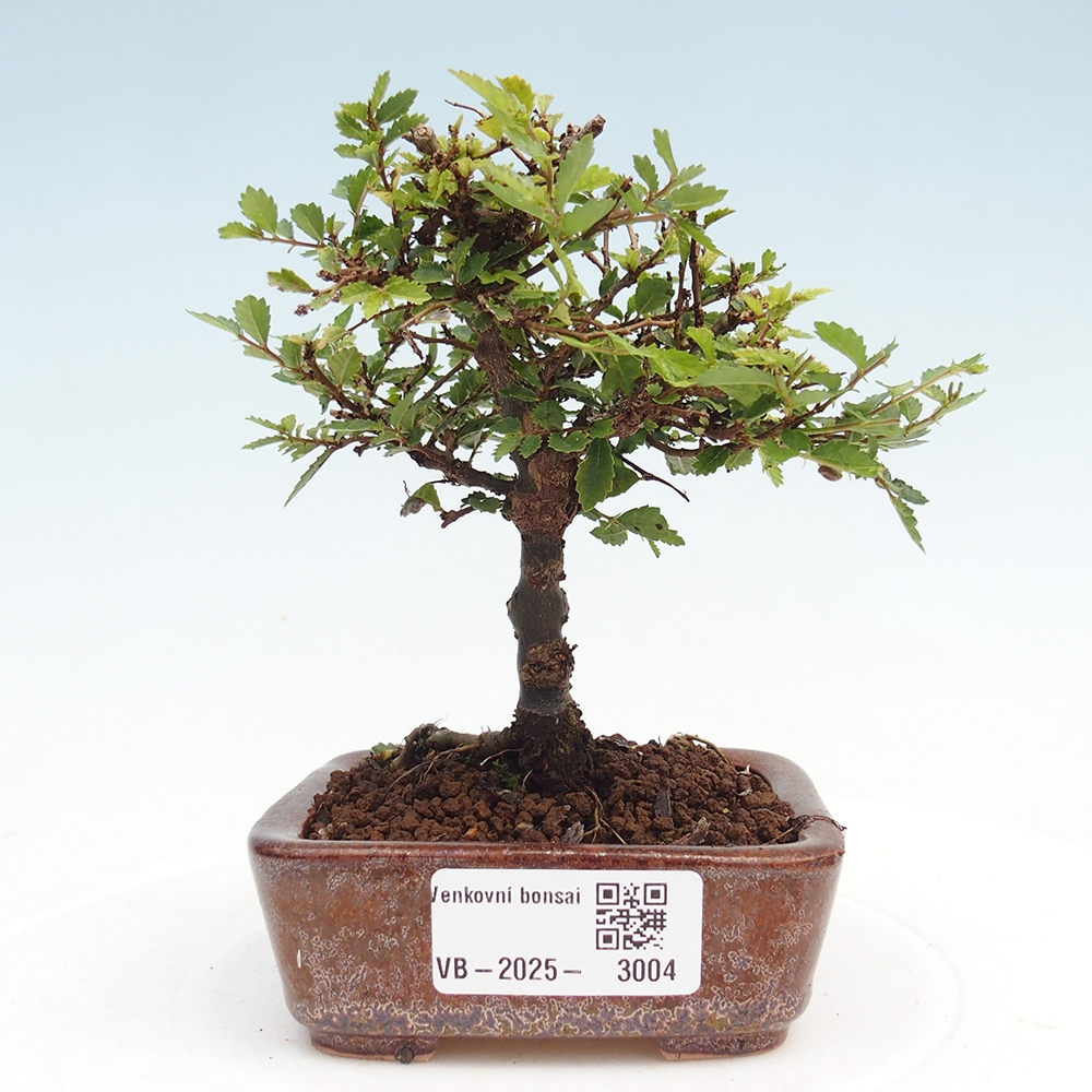 Bonsai zewnętrzne - Ulmus parvifolia Sagei - Wiąz drobnolistny