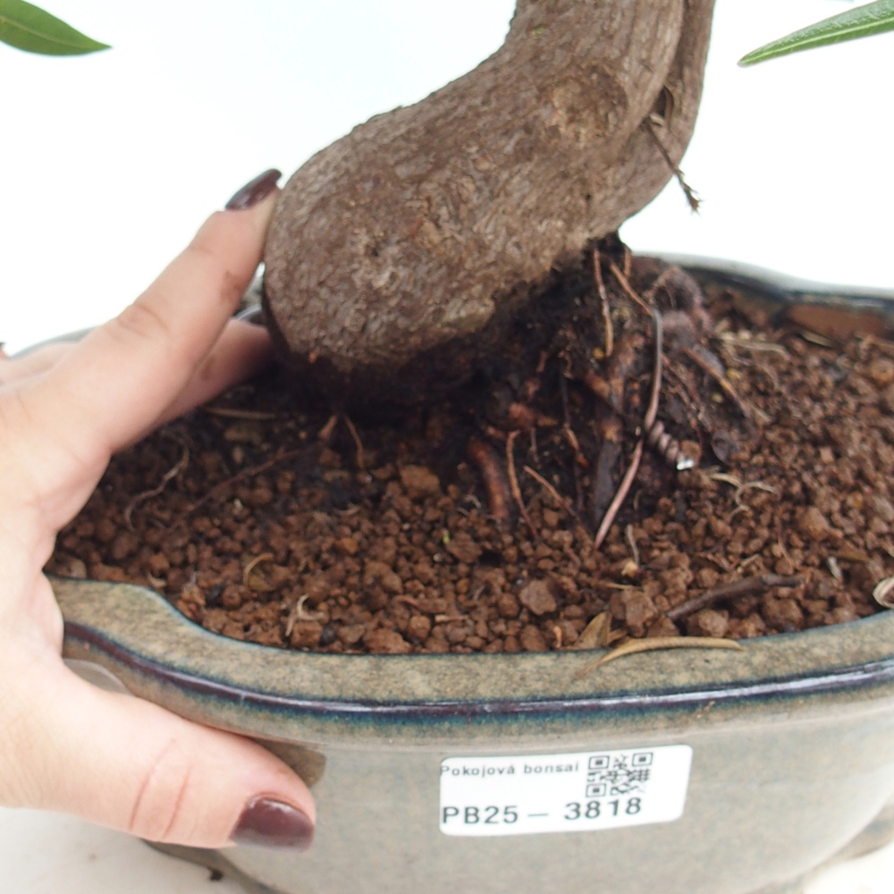 Pokój bonsai - Ficus nerifolia - figowiec drobnolistny