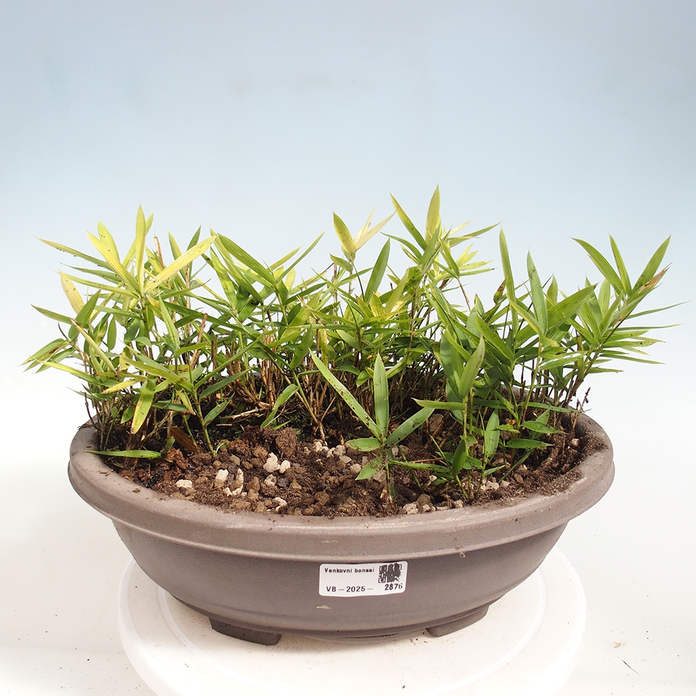 Bonsai zewnętrzne - Pleioblastus argenteostriatus f.pumilus - Bambus karłowaty