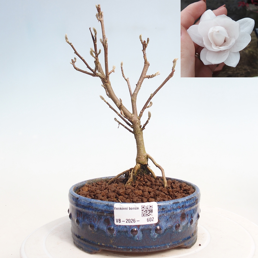 Bonsai na zewnątrz - Magnolia stellata