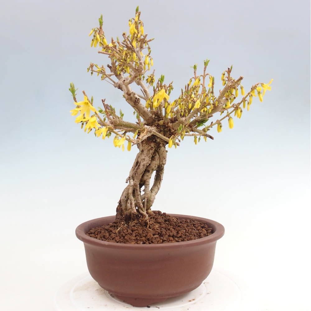 Outdoor bonsai - Zlatice - Forsycja koreańska