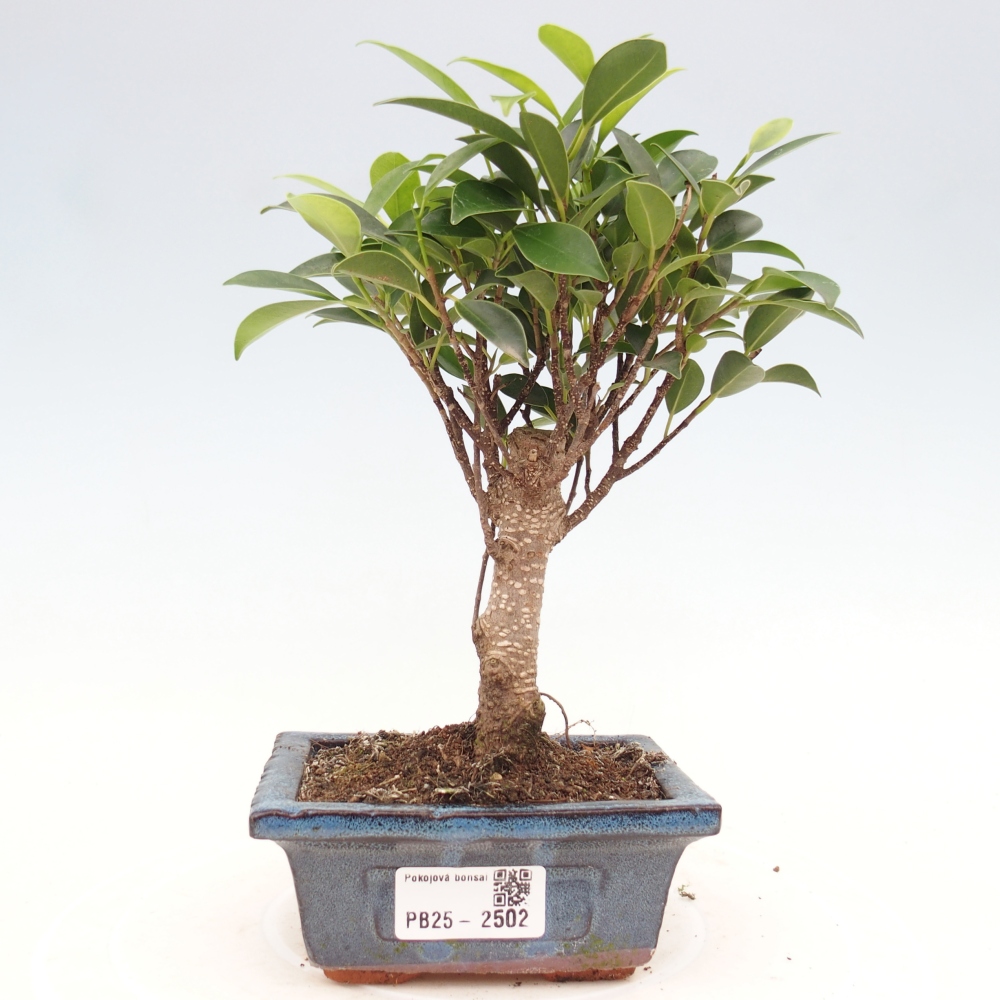 Pokojová bonsai - Ficus retusa - malolistý fíkus