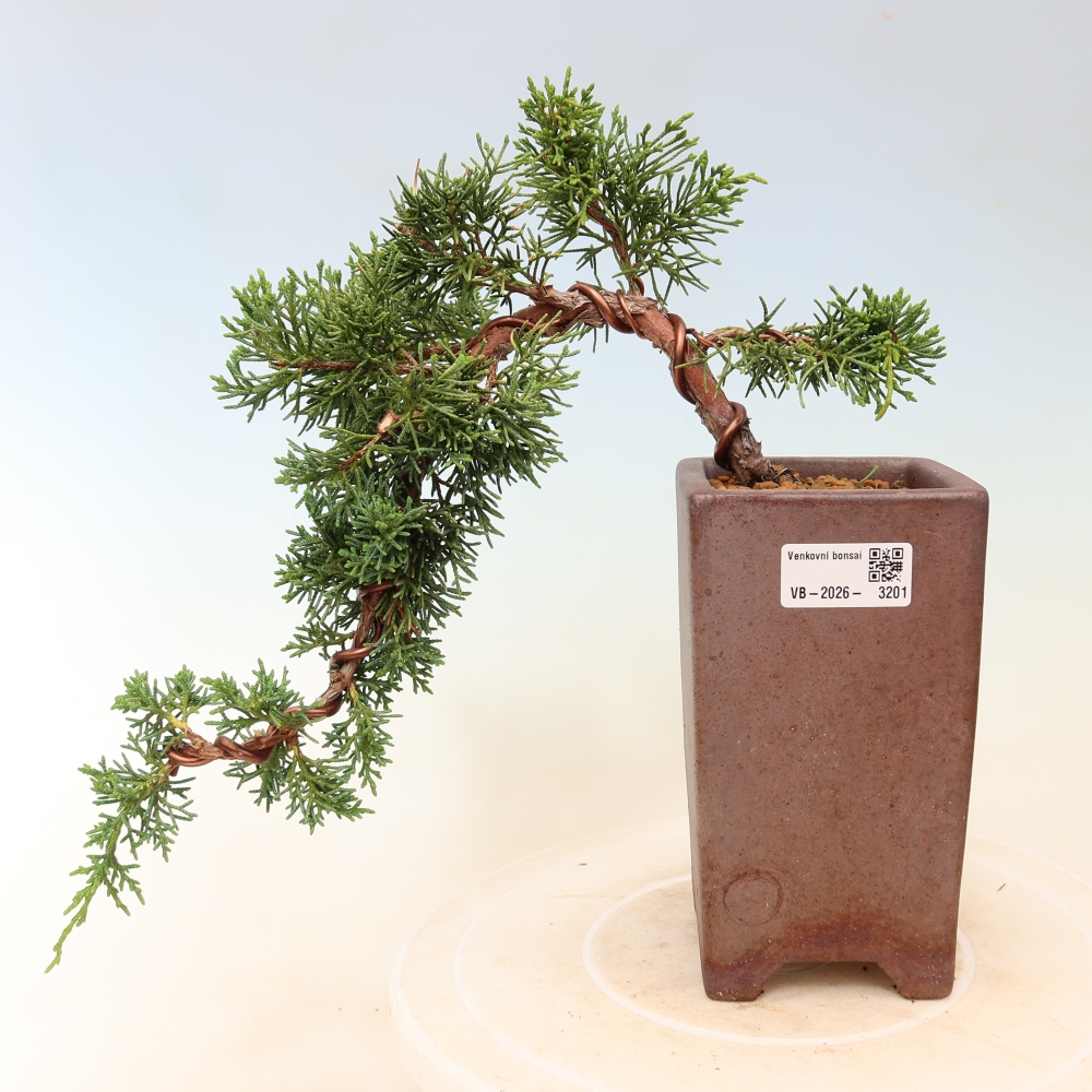 Outdoor bonsai - Juniperus chinensis Kishu