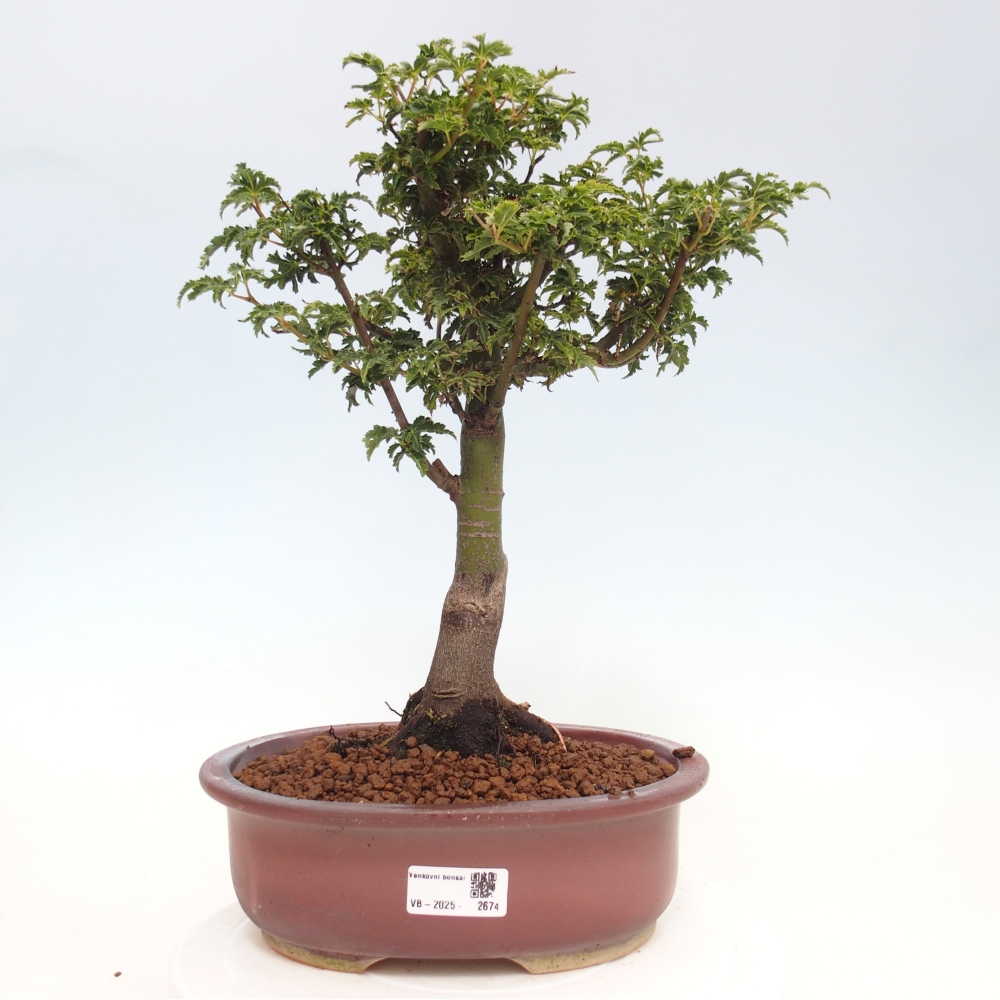 Bonsai zewnętrzne - klon Acer palmatum Shishigashira