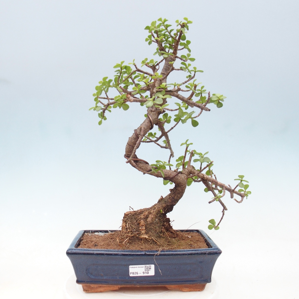 Pokój bonsai - Portulakaria Afra - Tlustice