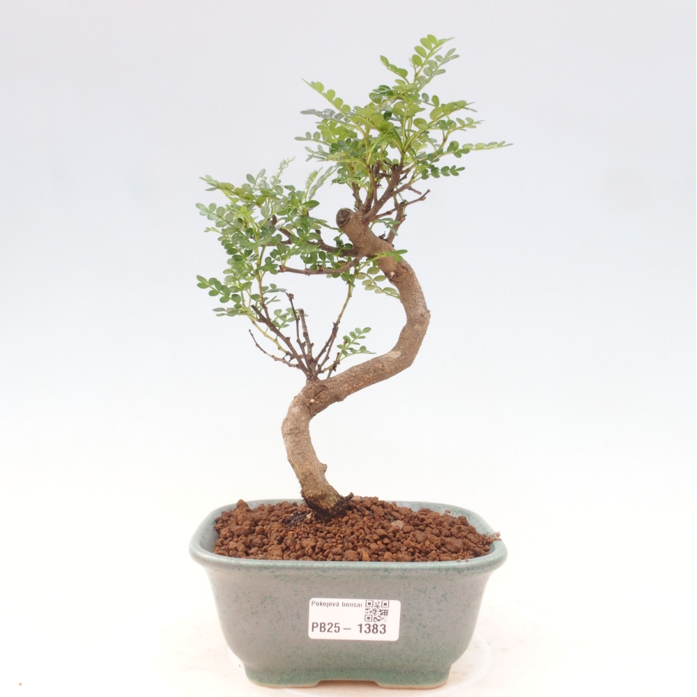 Kryty bonsai - Zantoxylum piperitum - Mięta pieprzowa