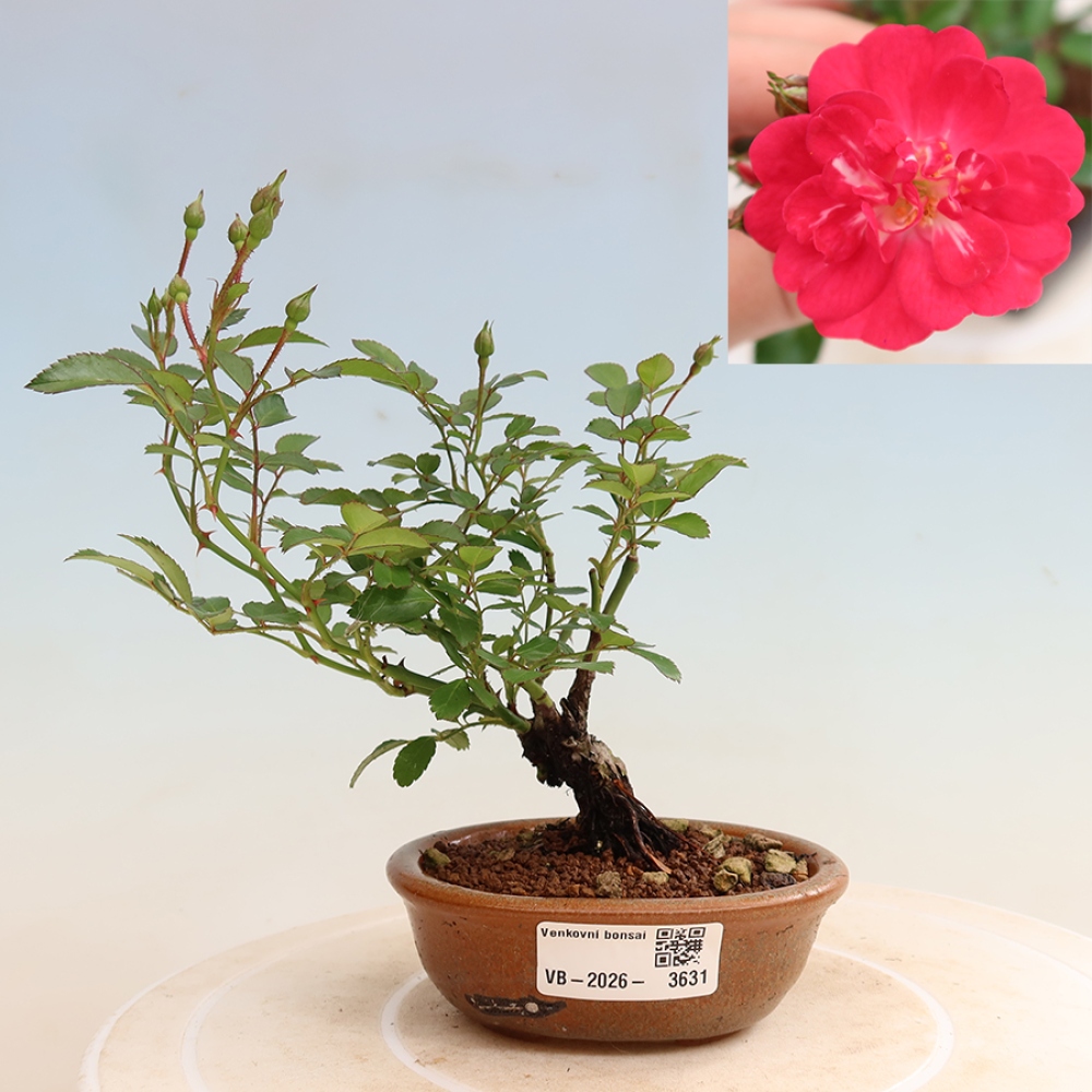 Bonsai ogrodowe – Rosa Kordes – róża