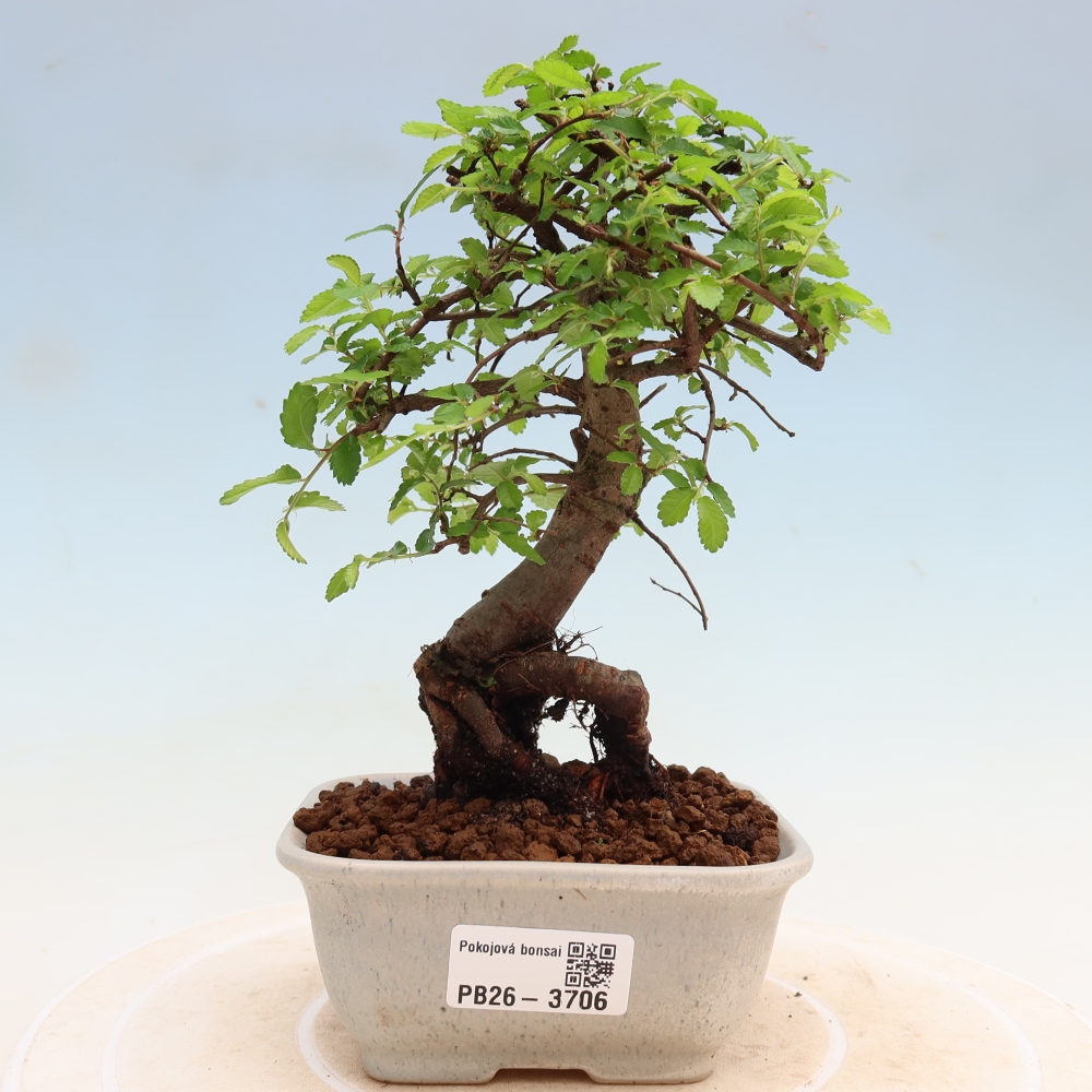 Pokój bonsai - Ulmus parvifolia - Wiąz drobnolistny