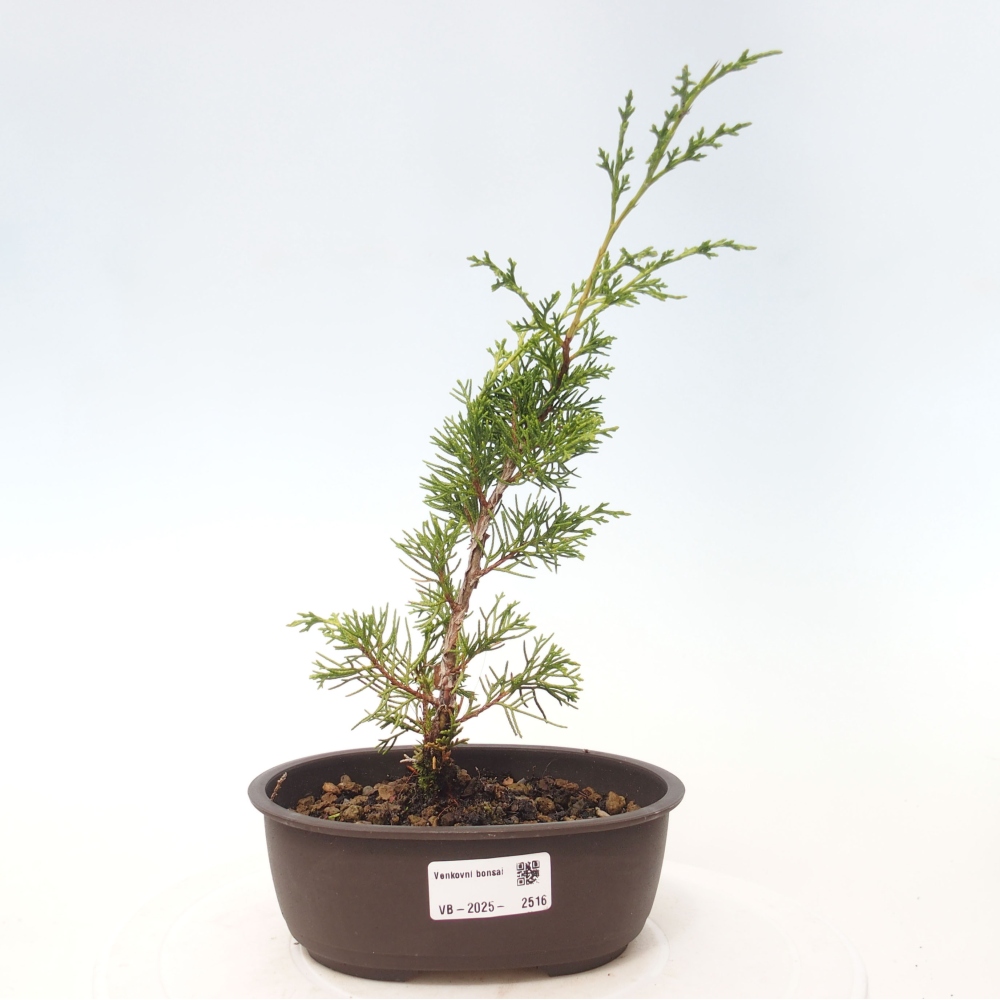 Outdoor bonsai - Juniperus chinensis Itoigawa - Jałowiec chiński