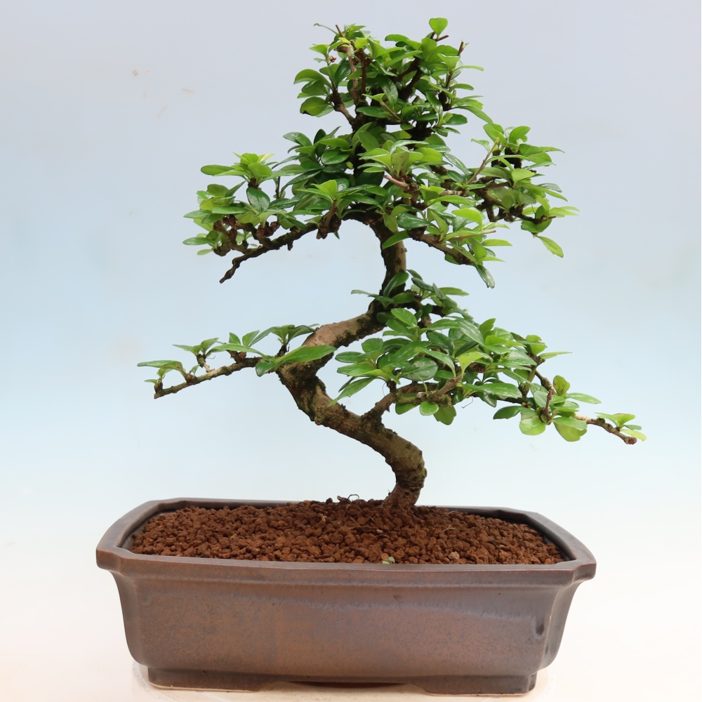 Bonsai pokojowe - Carmona macrophylla - Tea fuki