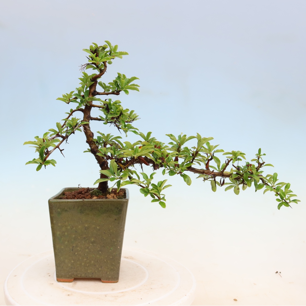Bonsai ogrodowe – Pyracantha teton – ognik szkarłatny