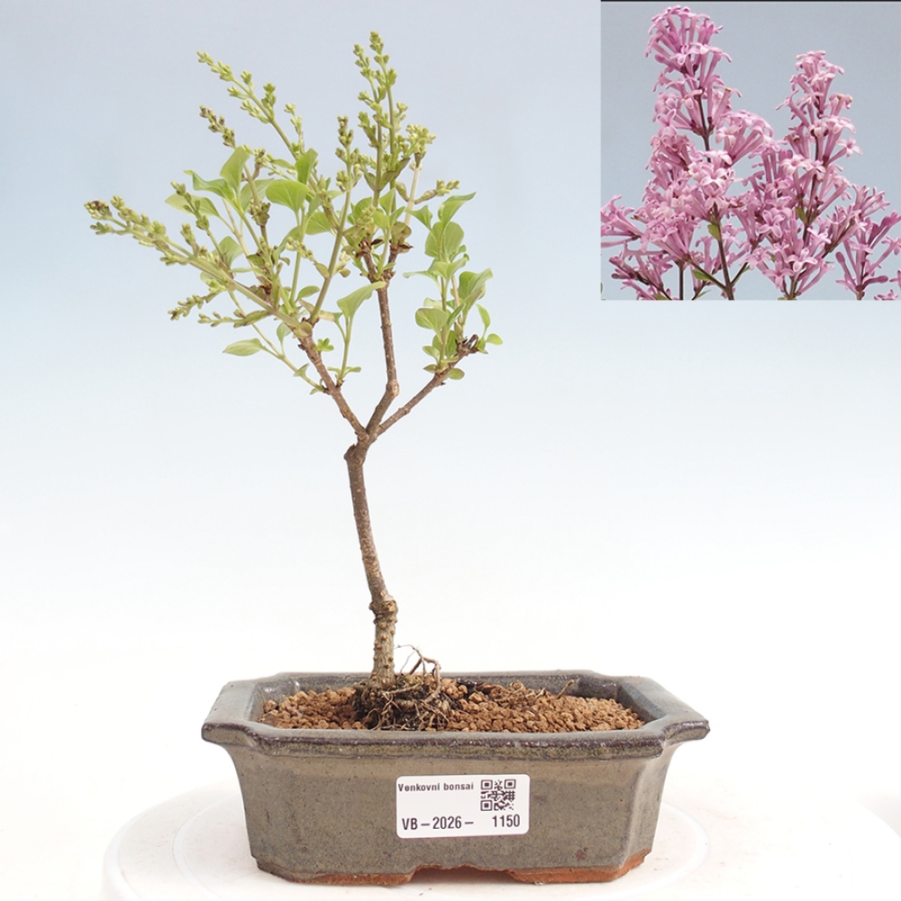 Outdoor bonsai - Syringa Meyeri Palibin - Lilak Meyera