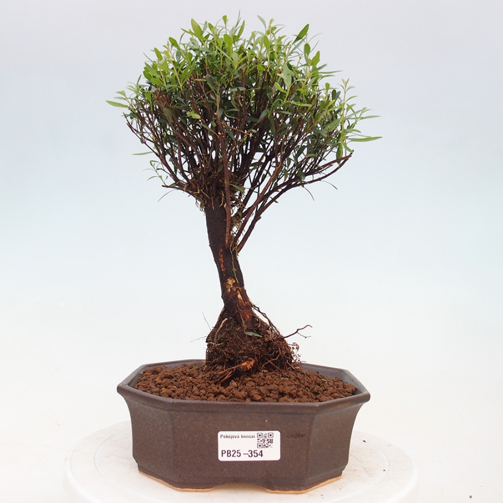 Kryty bonsai - Syzygium - Ziele angielskie
