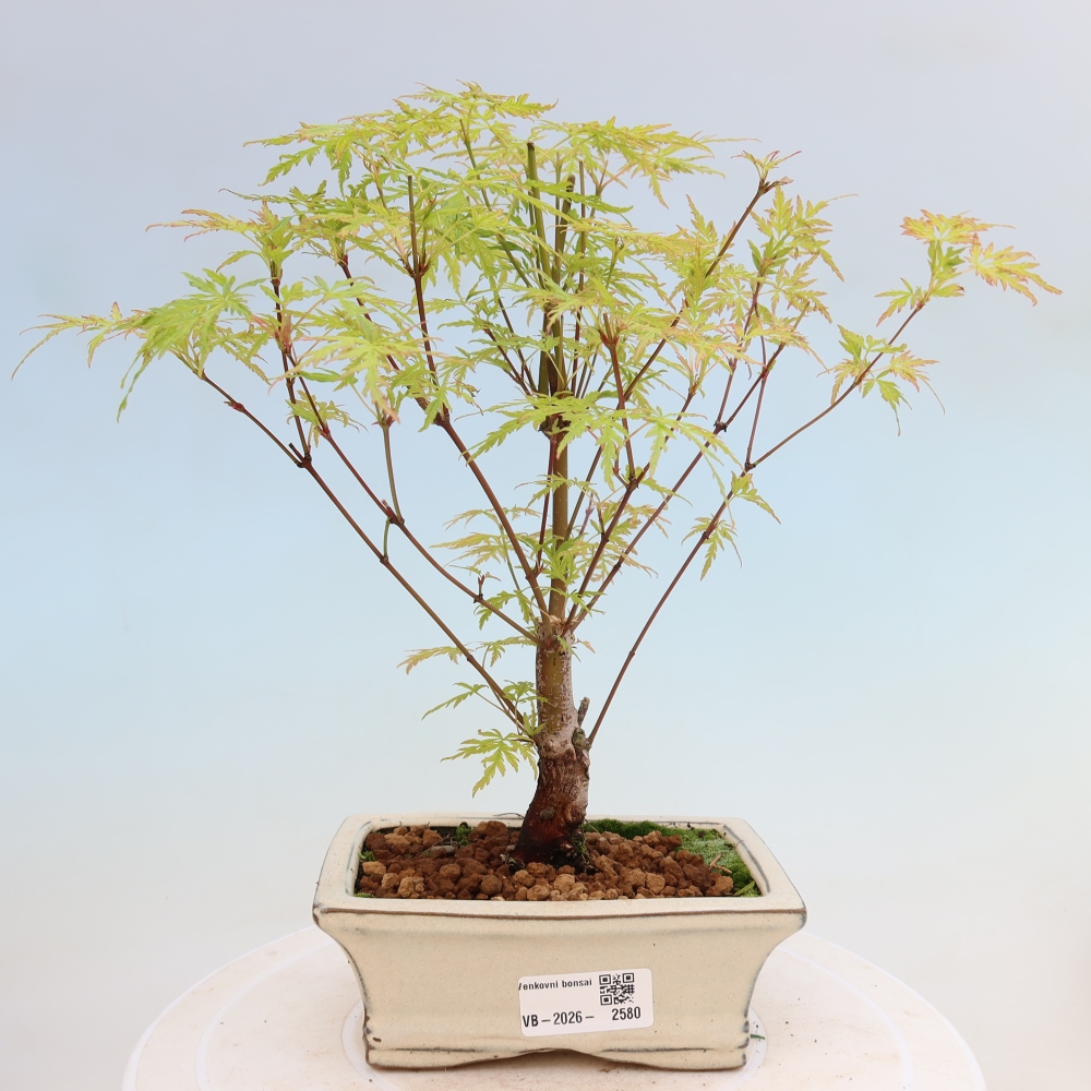 Bonsai ogrodowe – Acer palmatum Dissectum – klon palmowy 