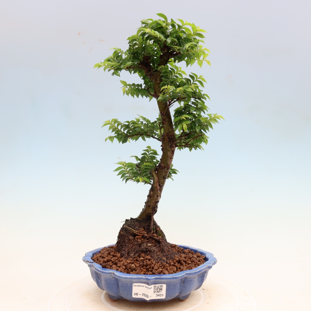 Bonsai ogrodowe – Ulmus Jacqueline Hillier – wiąz piękny