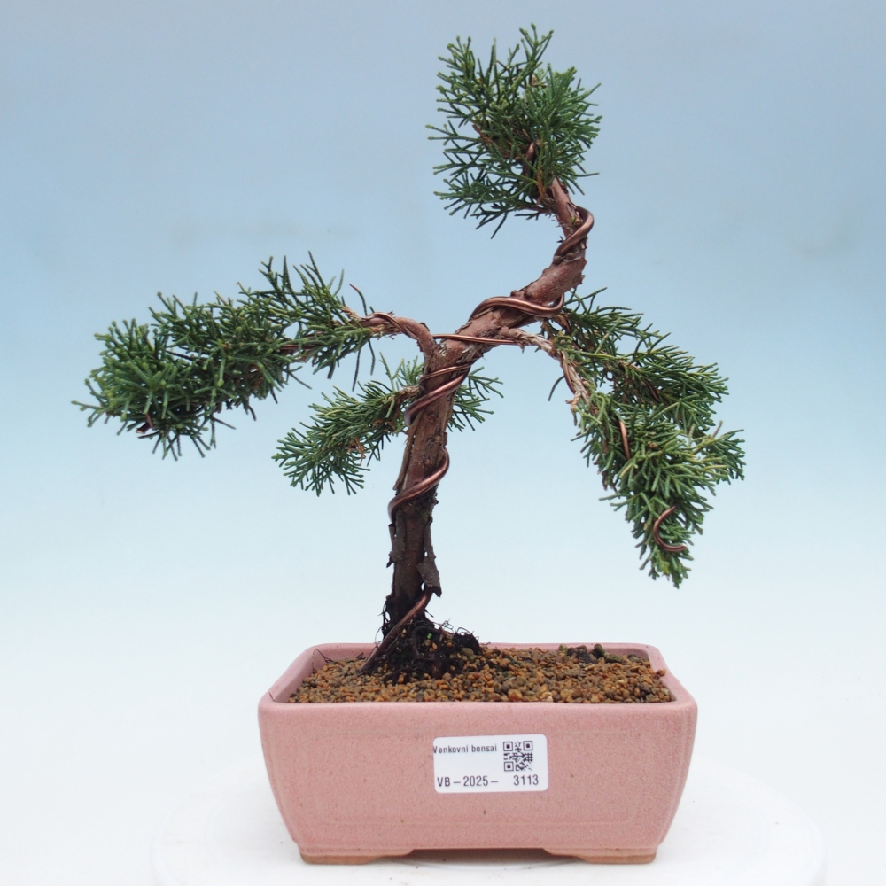 Bonsai zewnętrzne - Juniperus chinensis Kishu - Jałowiec chiński
