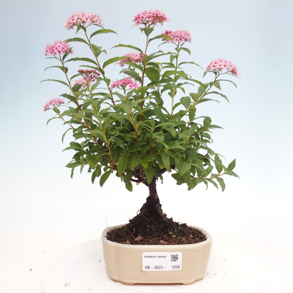 Outdoor bonsai - Spirea japonica GENPSI