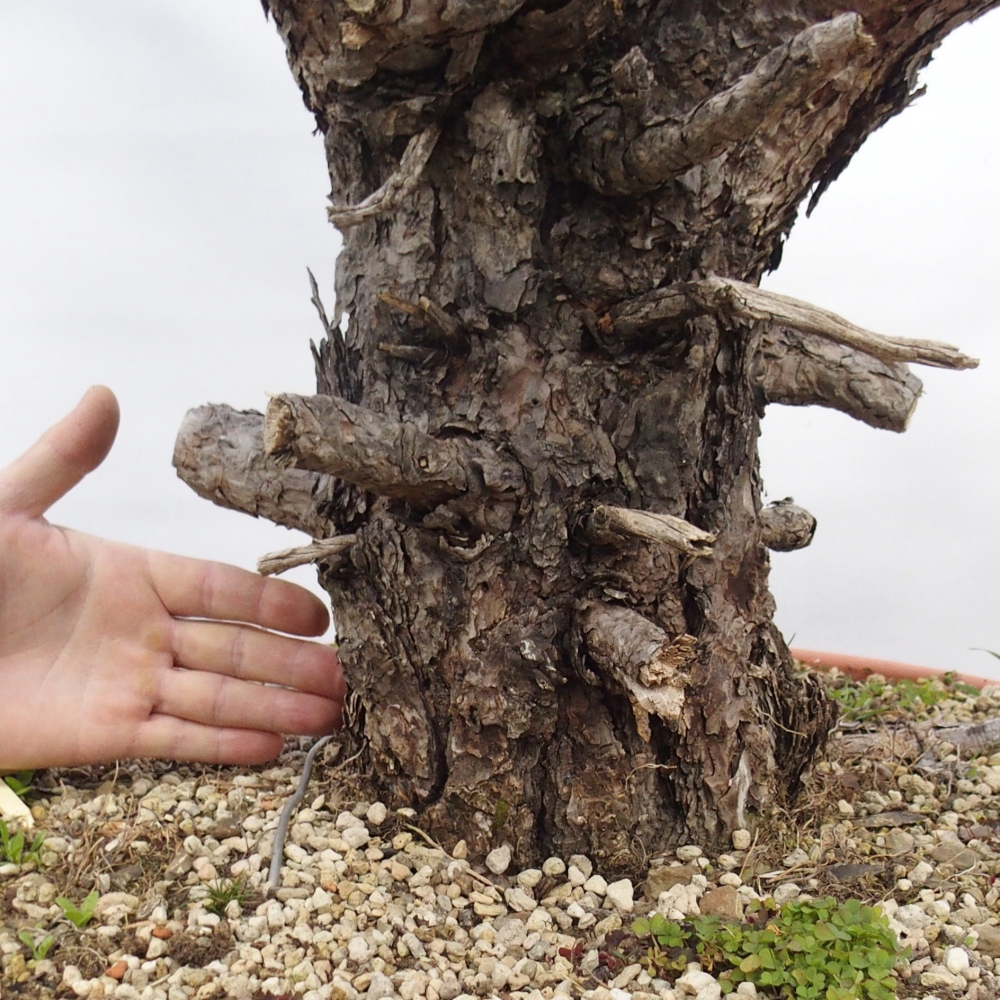Yamadori - Pinus sylvestris Hiszpania