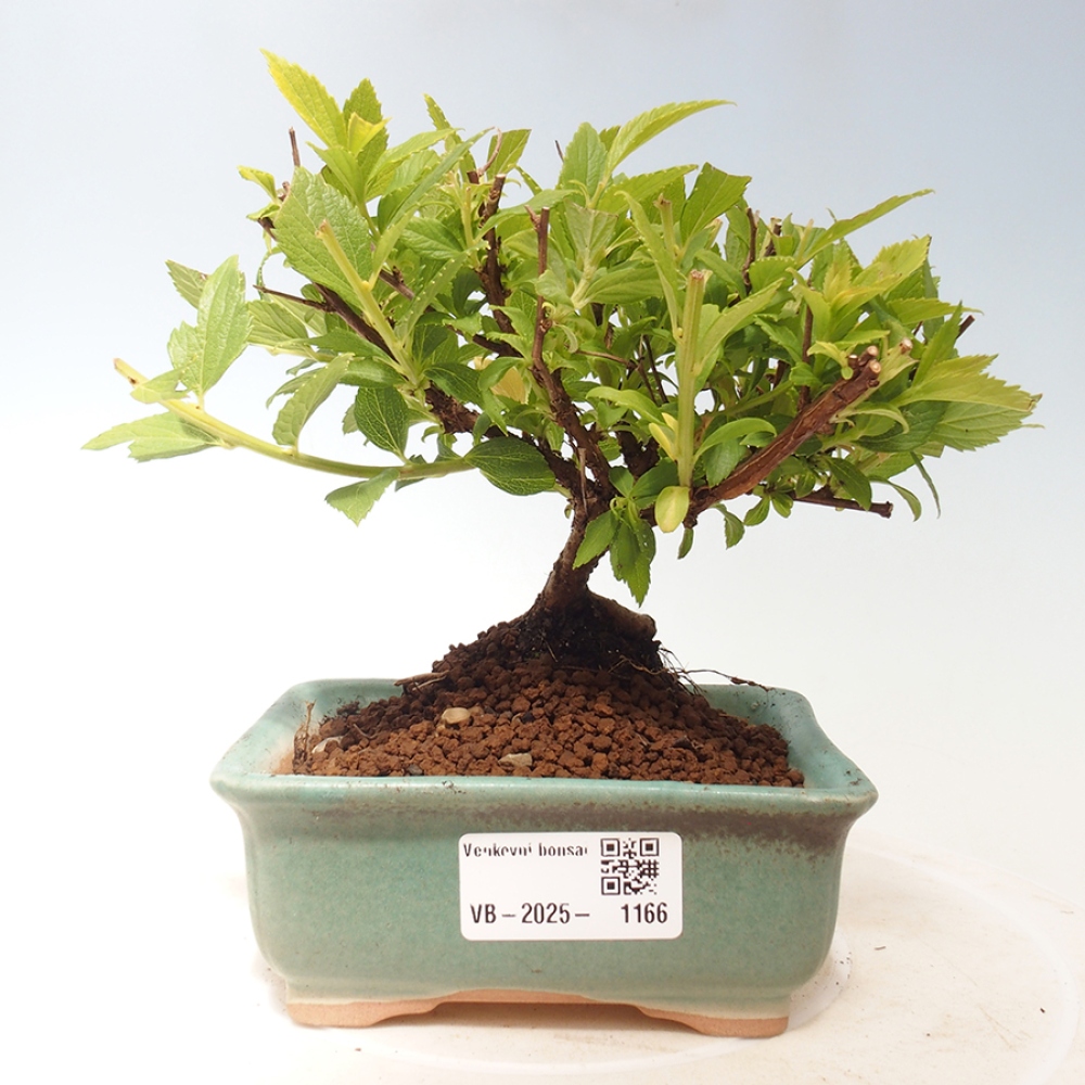 Outdoor bonsai - Spirea japonica GENPSI