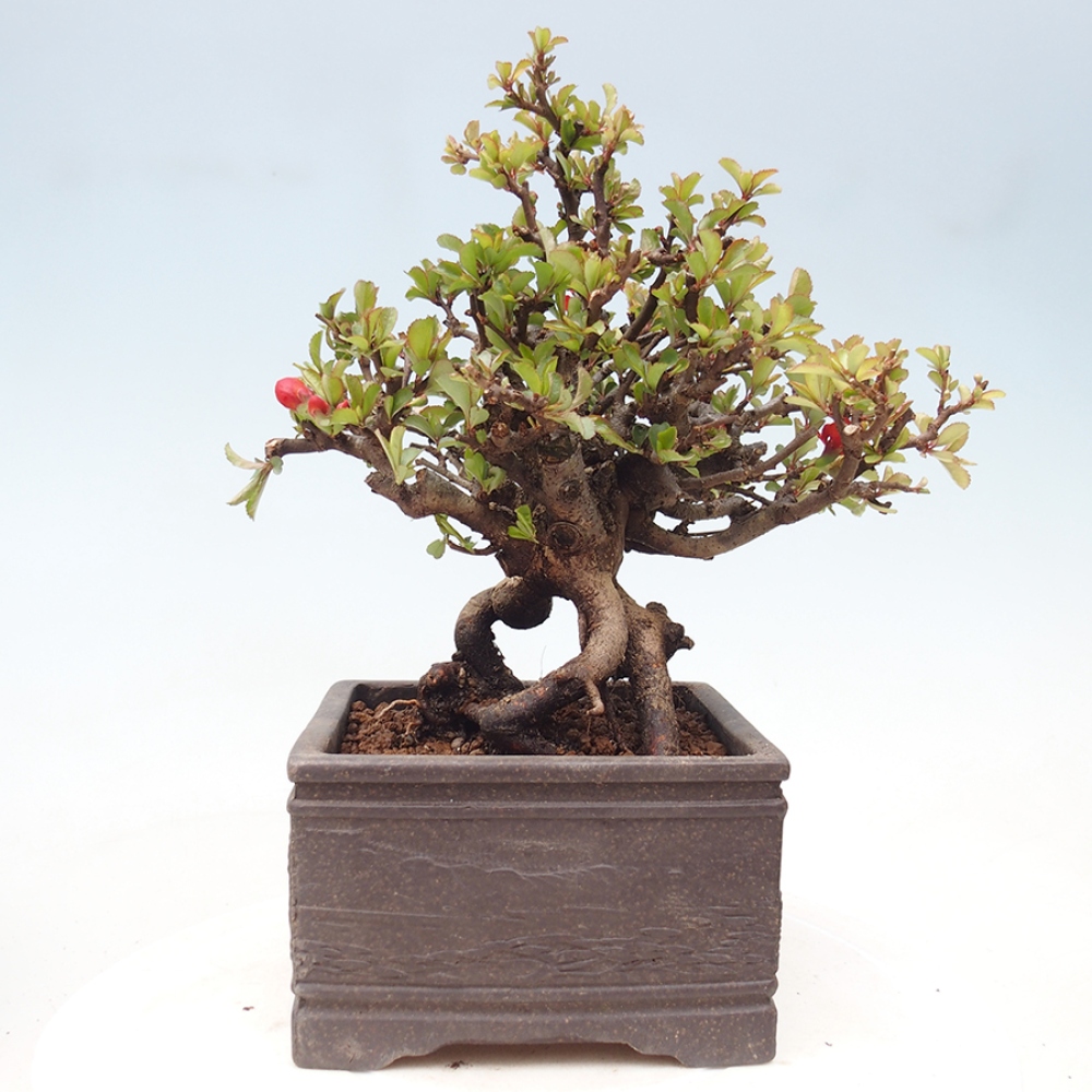 Bonsai zewnętrzne - Chaneomeles speciosa - Pigwa