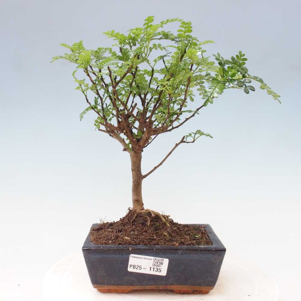 Kryty bonsai - Zantoxylum piperitum - Mięta pieprzowa