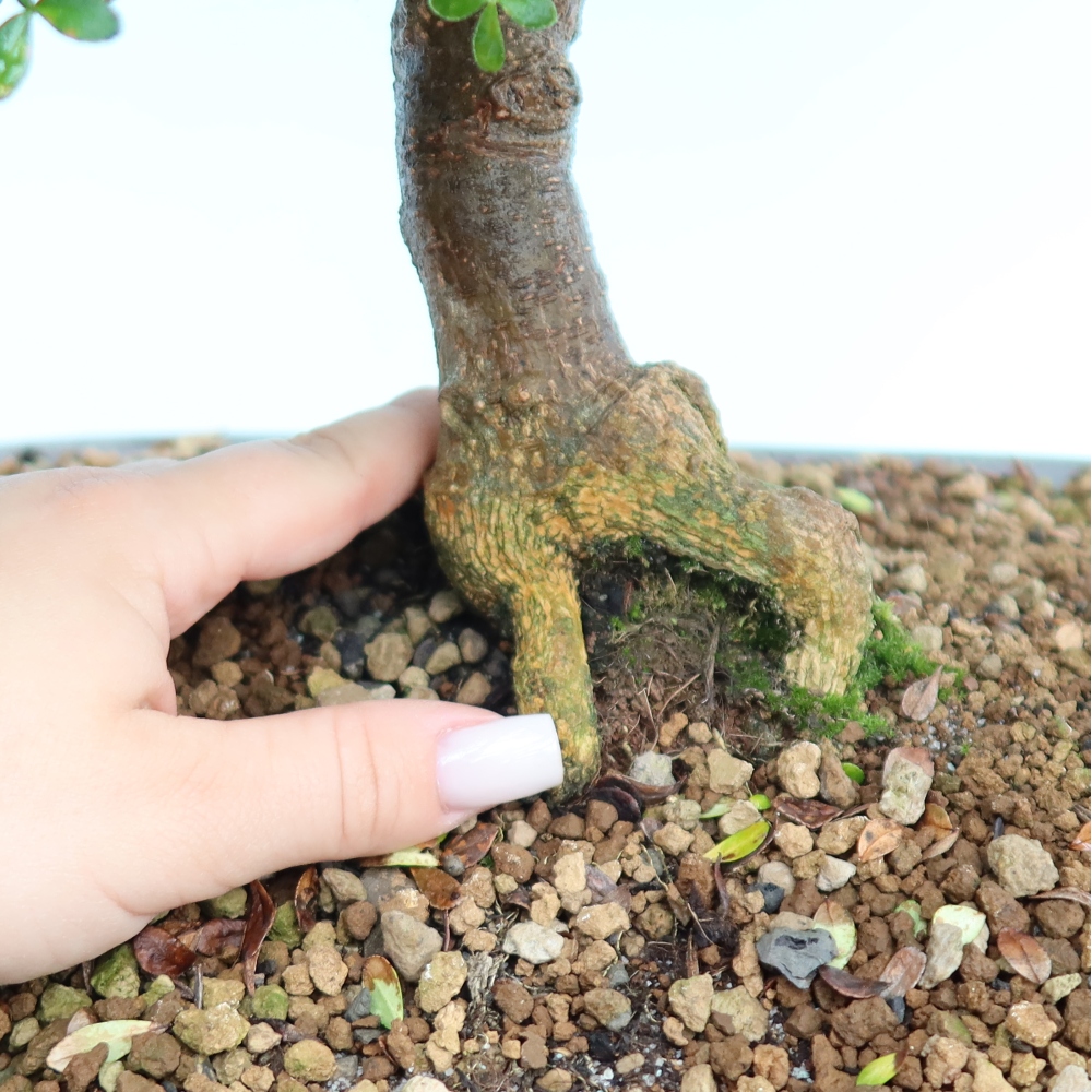 Pokój bonsai - Zantoxylum piperitum - drzewo pieprzowe