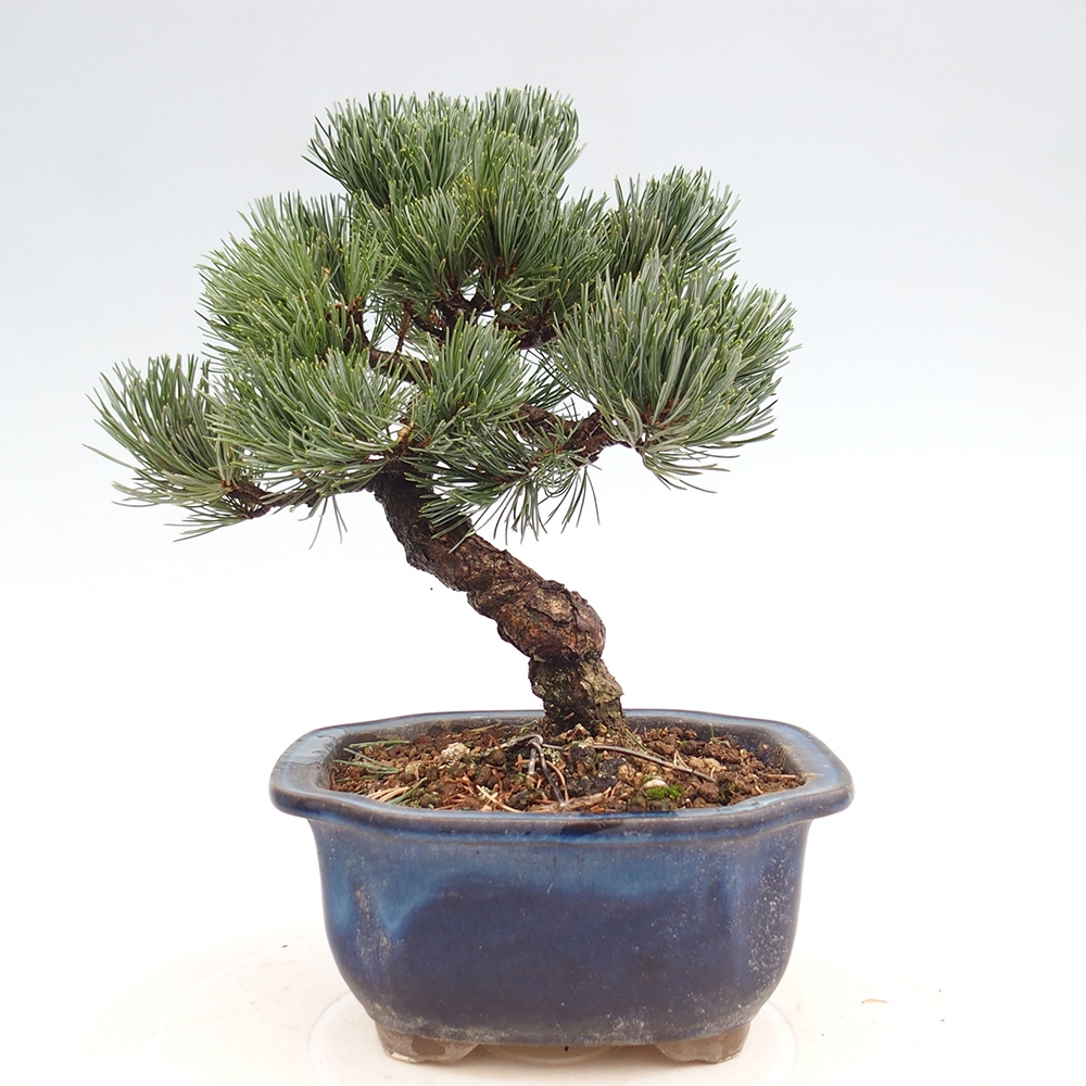 Outdoor bonsai - Pinus parviflora - Mała sosna