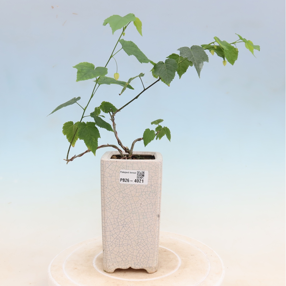 Bonsai domowe - Abutilon Big Bell - Cloudberry
