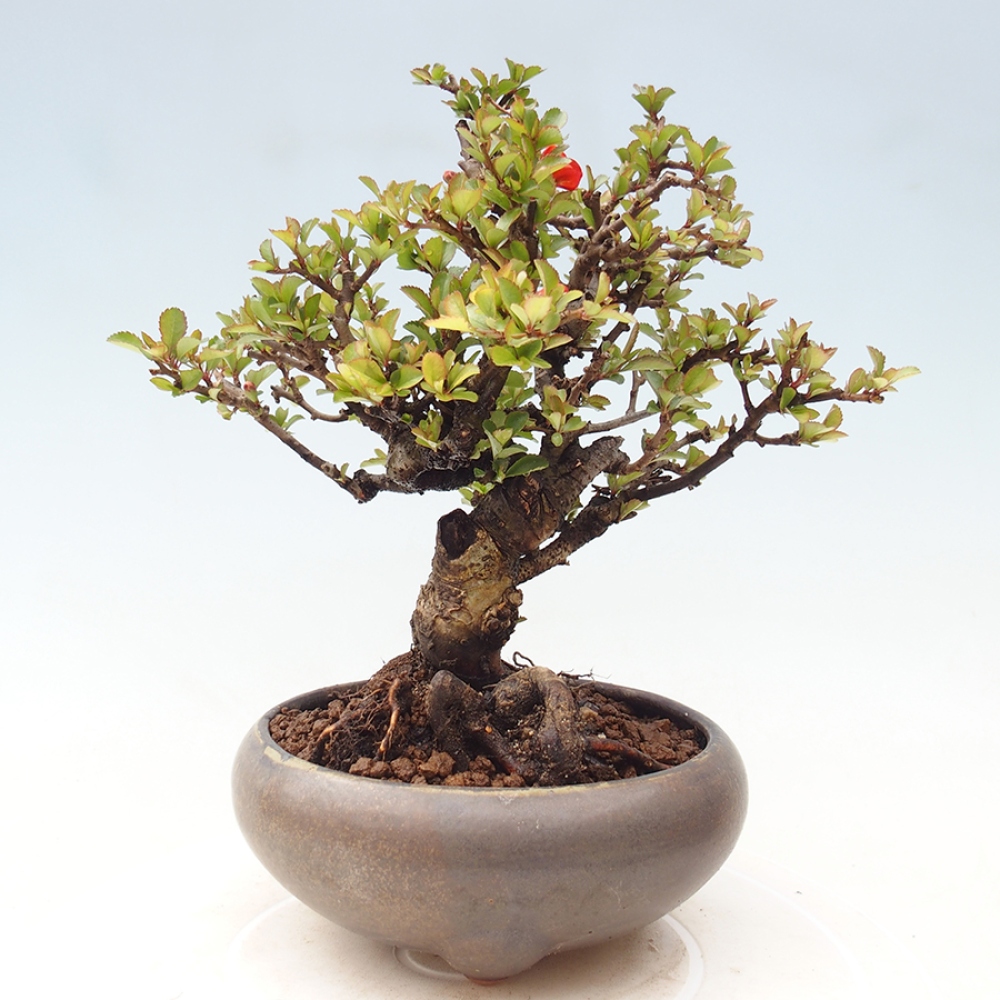 Bonsai zewnętrzne - Chaneomeles speciosa - Pigwa