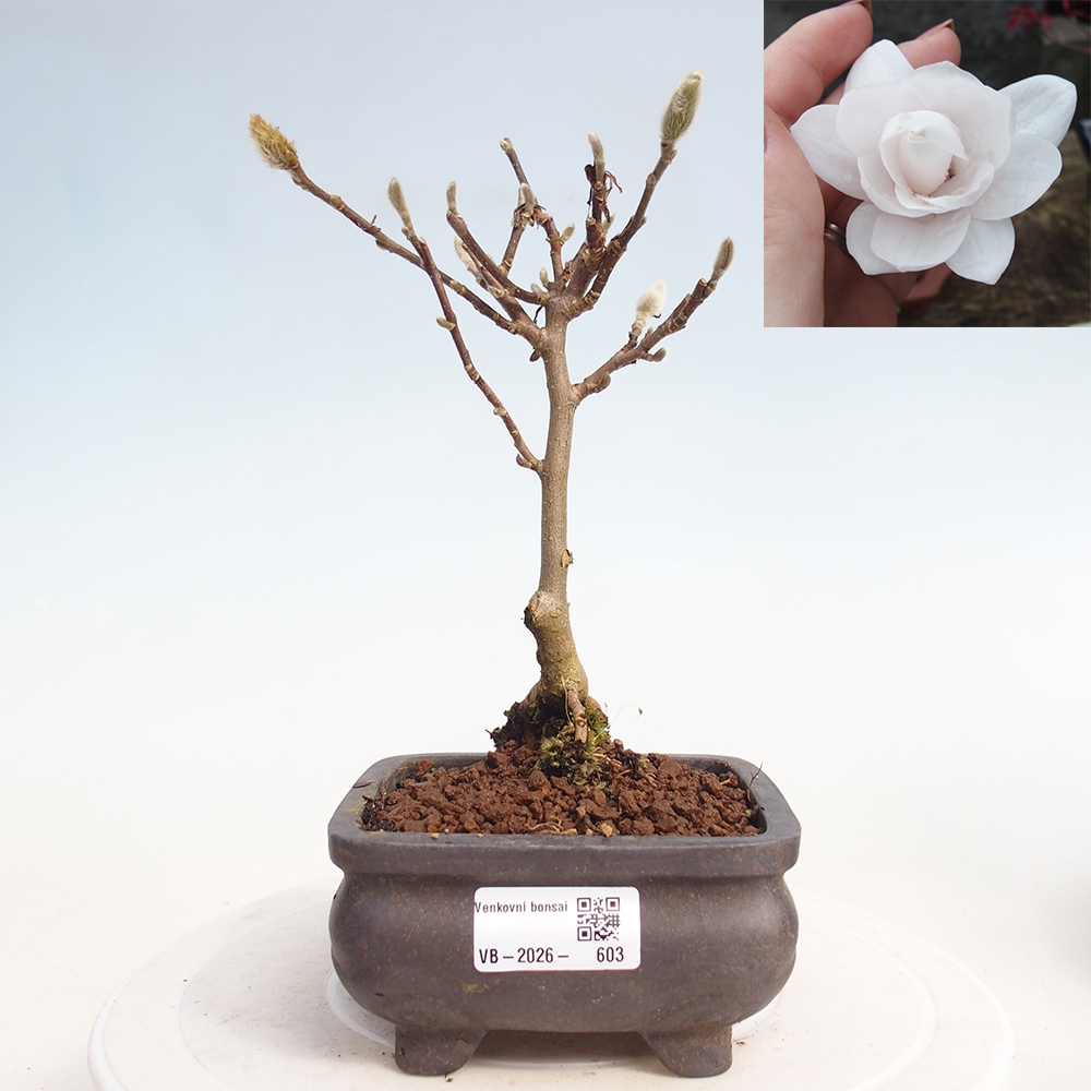 Bonsai na zewnątrz - Magnolia stellata