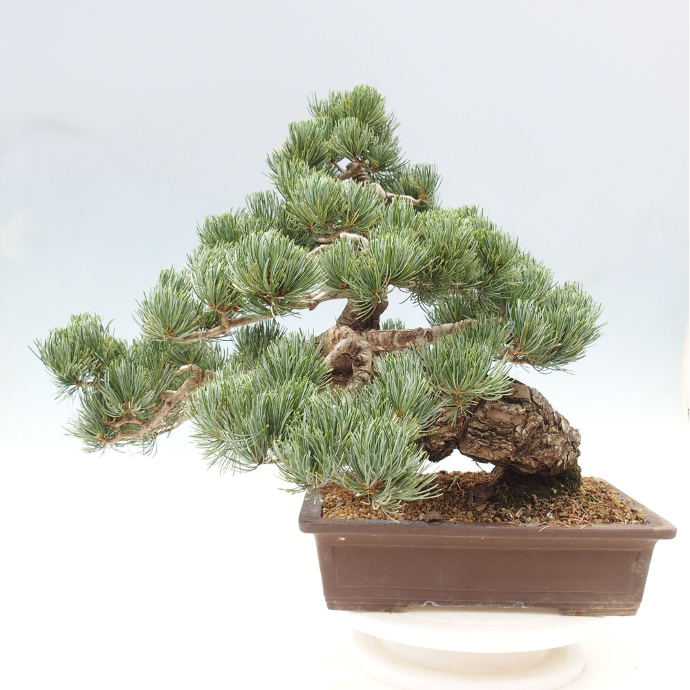 Outdoor bonsai - Pinus parviflora - Mała sosna