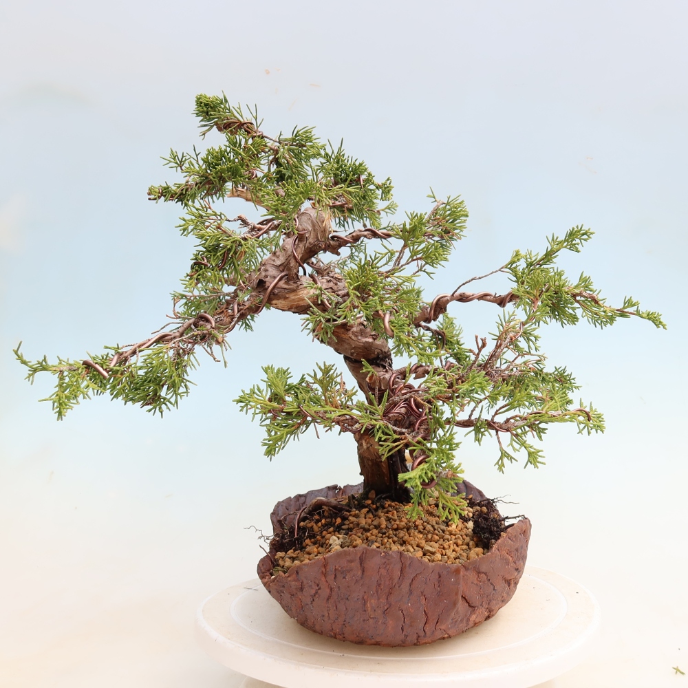 Bonsai ogrodowe – Juniperus chinensis Itoigawa – jałowiec chiński