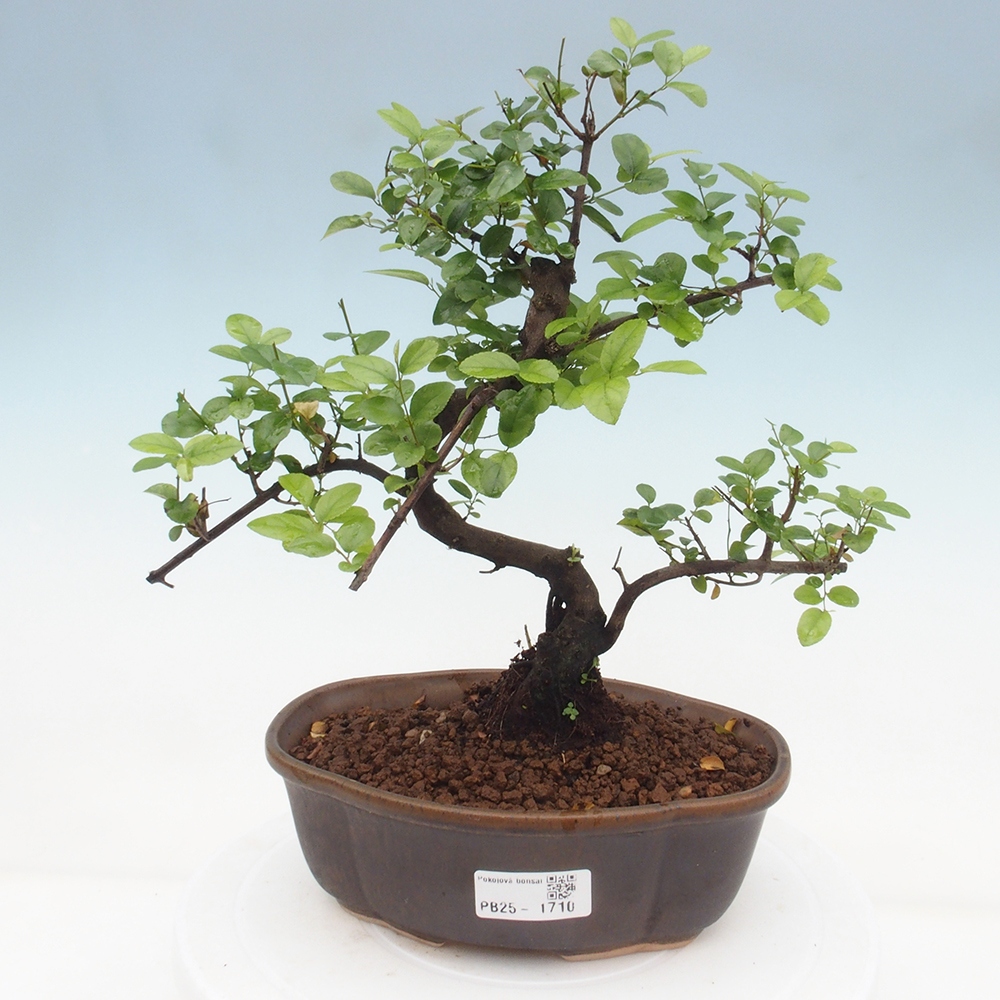Bonsai wewnętrzne - Sagerécie thea - Sagerécie thea