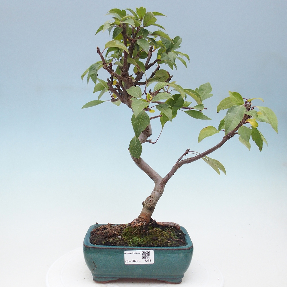 Bonsai plenerowe - Malus Halliana - Jabłoń drobnoowocowa