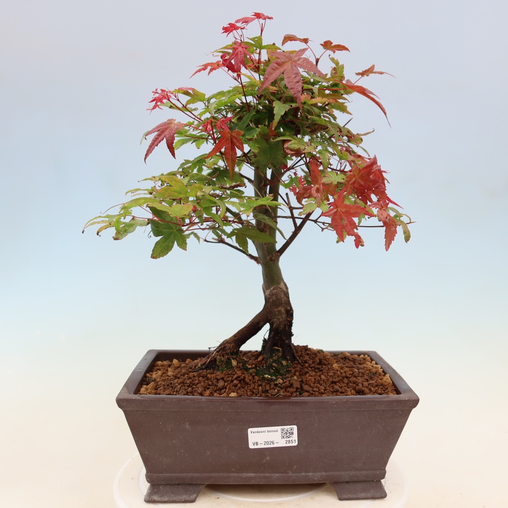Klon pospolity - Acer palmatum Beni Tsukasa