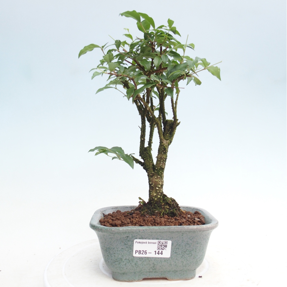 Pokój bonsai - Malpighia coccigera- Barbdor Cherry