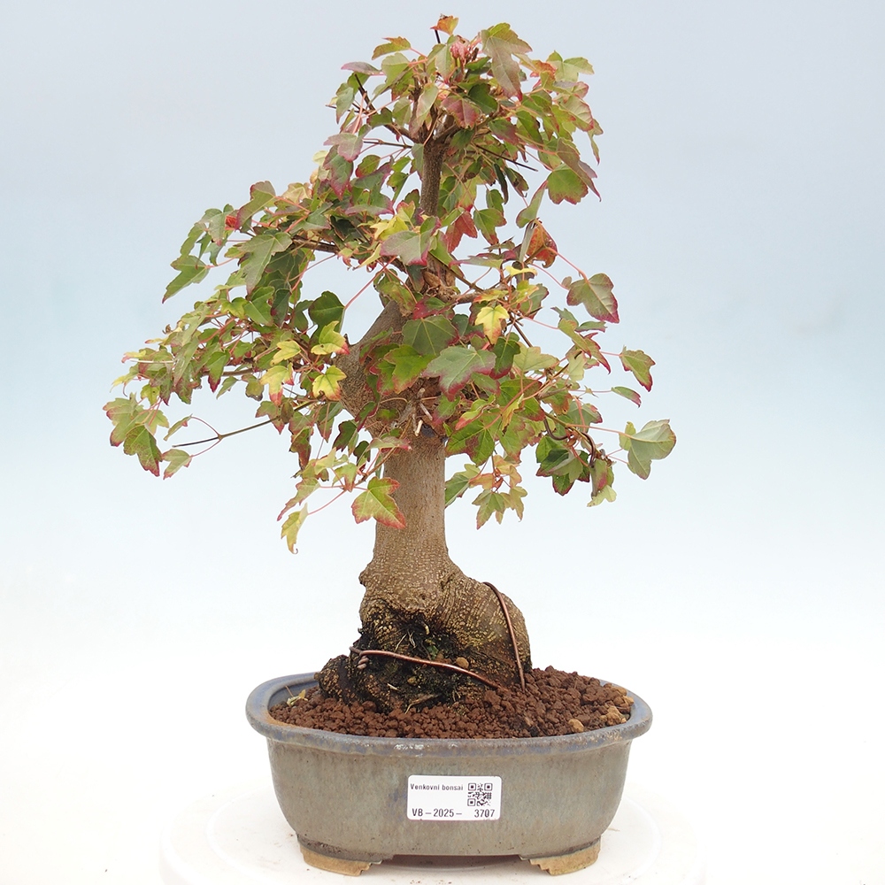 Outdoor bonsai - Acer Buergerianum - Klon Burger