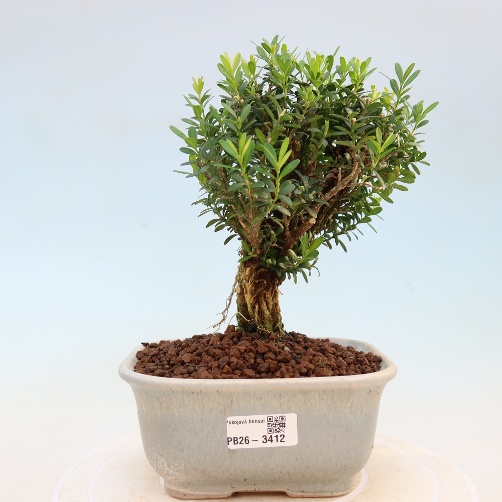 Pokój bonsai - Buxus harlandii - buxus korkowy