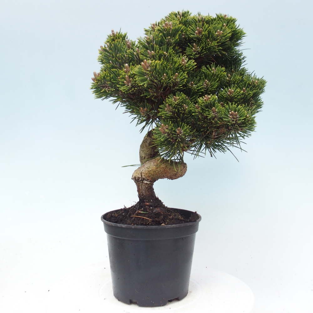 Outdoor bonsai - Pinus thunbergii senjyumaru - Sosna Thunberga