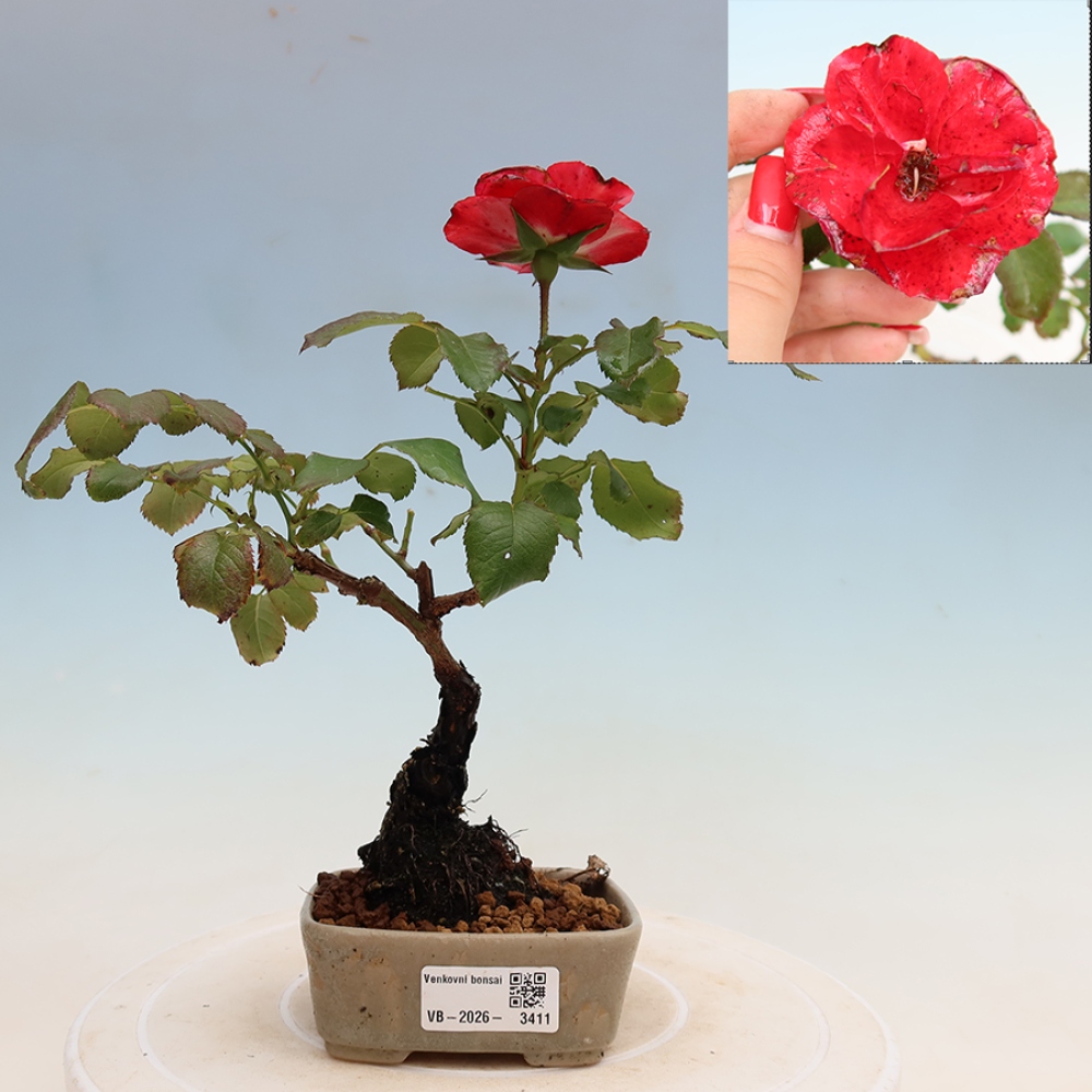 Bonsai ogrodowe – Rosa Kordes – róża