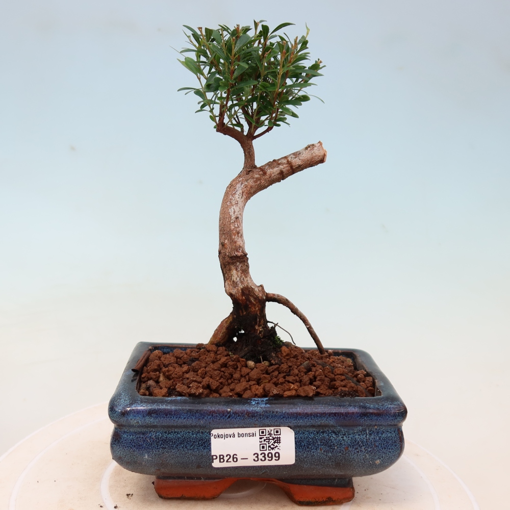 Pokój bonsai - Syzygium - Pimento