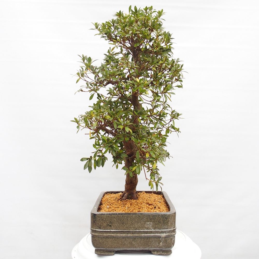 Bonsai zewnętrzne - Azalia japońska - Azalia satsuki
