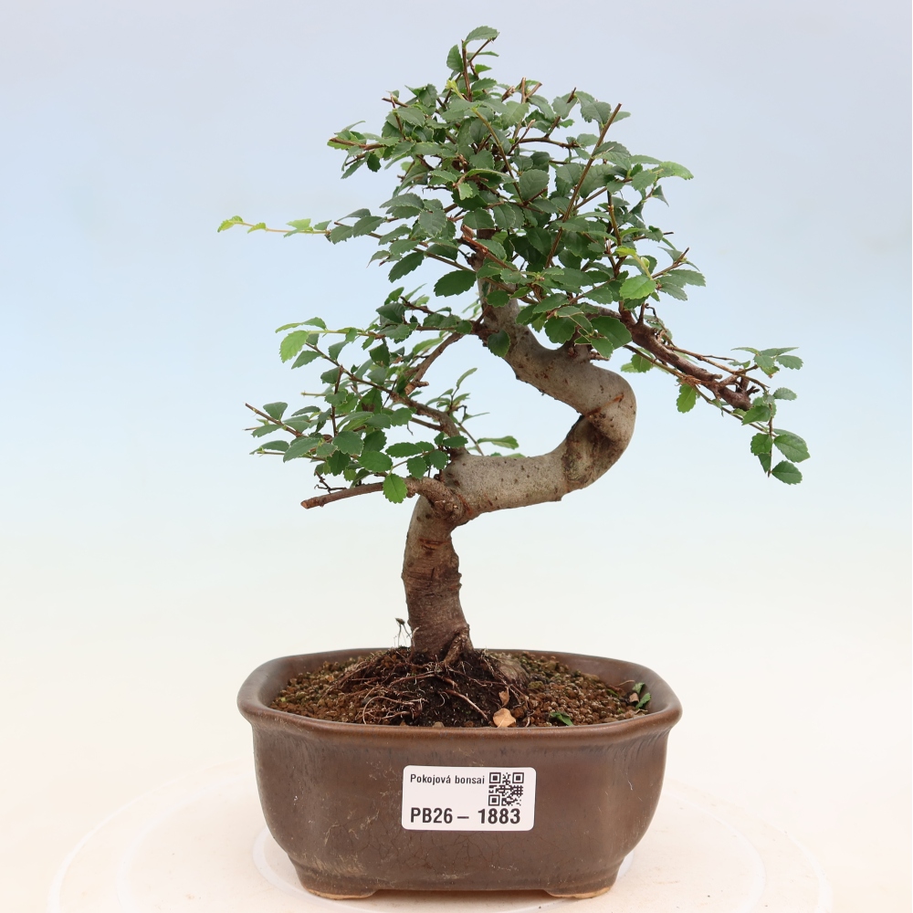 Pokój bonsai - Ulmus parvifolia - Wiąz drobnolistny