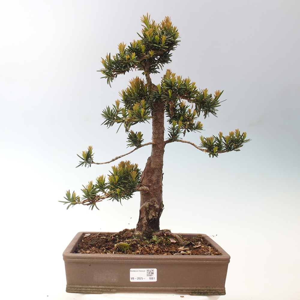 Bonsai na zewnątrz - Taxus cuspidata - cis japoński