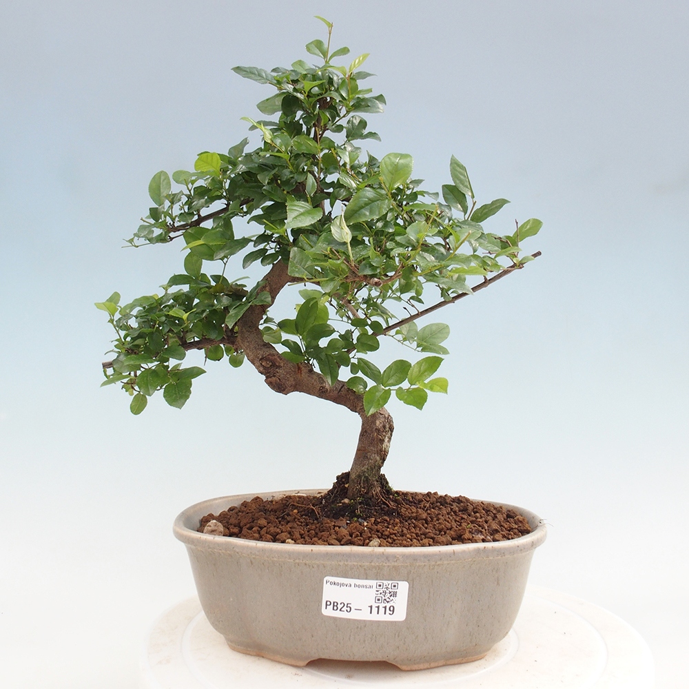 Kryty bonsai - Sagerécie thea - Sagerécie thea