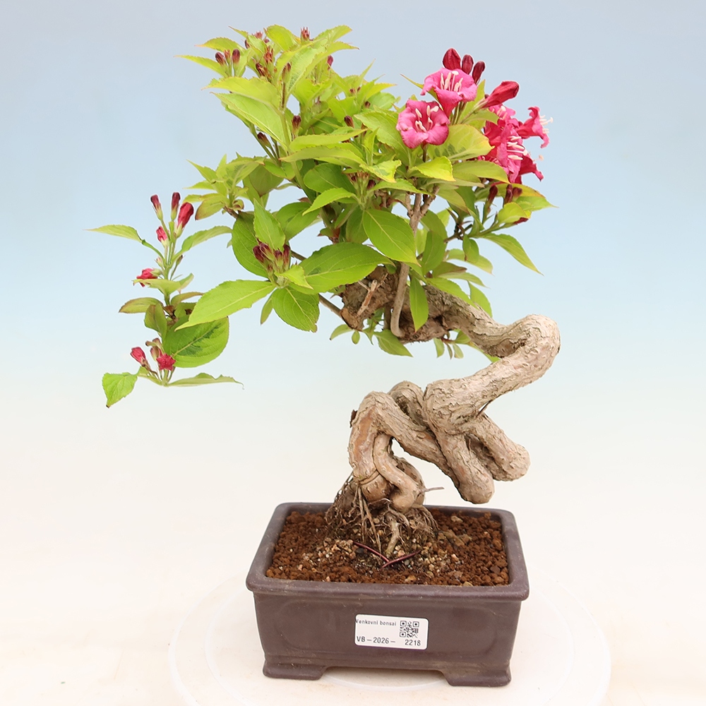 Bonsai ogrodowe – Weigela subsessilis – Weigela koreańska