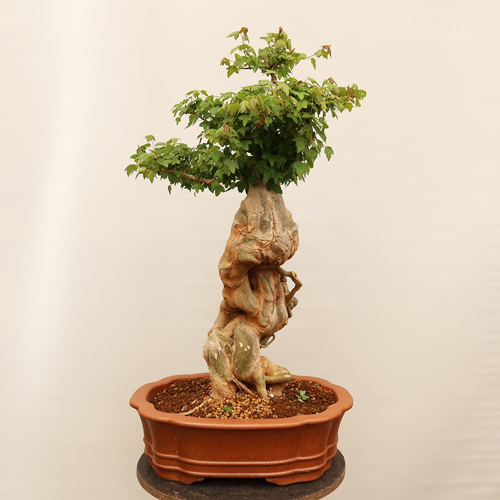 Outdoor bonsai - Klon burgeryjski - Acer burgerianum